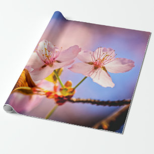Two Sunlit Sakura Blossoms Wrapping Paper