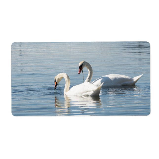 Two swans (Front)