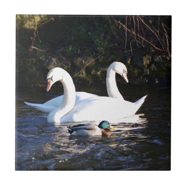Two Swans And A Duck Tile (Front)