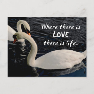 Two Swans on Lake Postcard