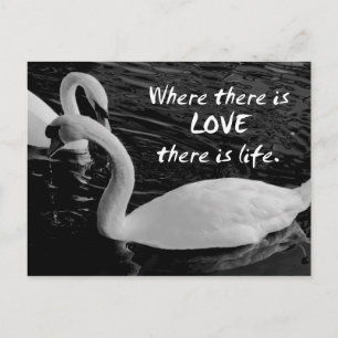 Two Swans on Lake  Postcard