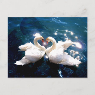 Two Swans Postcard