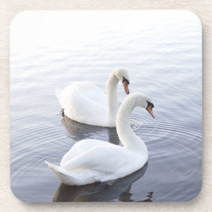Two Swans Swimming on Tranquil Lake Coaster