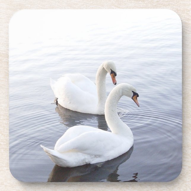 Two Swans Swimming on Tranquil Lake Coaster (Front)