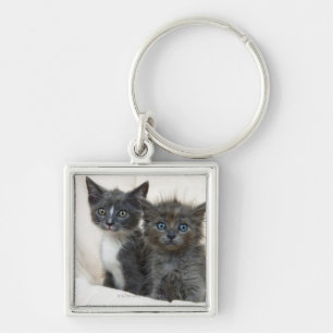 Two tabby kittens key ring