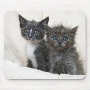 Two tabby kittens mouse pad