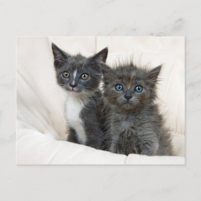 Two tabby kittens postcard (Front)