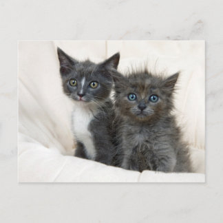 Two tabby kittens postcard