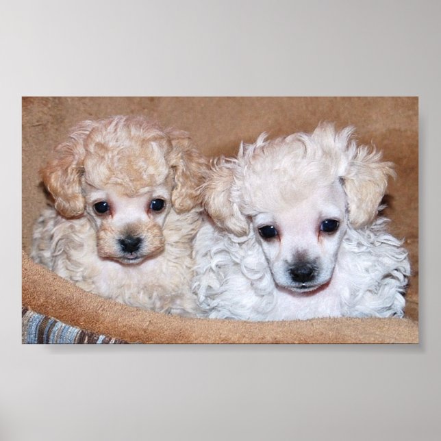 Two Tan Toy Poodle Puppies Poster (Front)