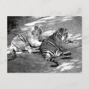 Two Tigers Black and White Photograph Postcard