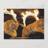 Two tigers leaping through burning rings of fire