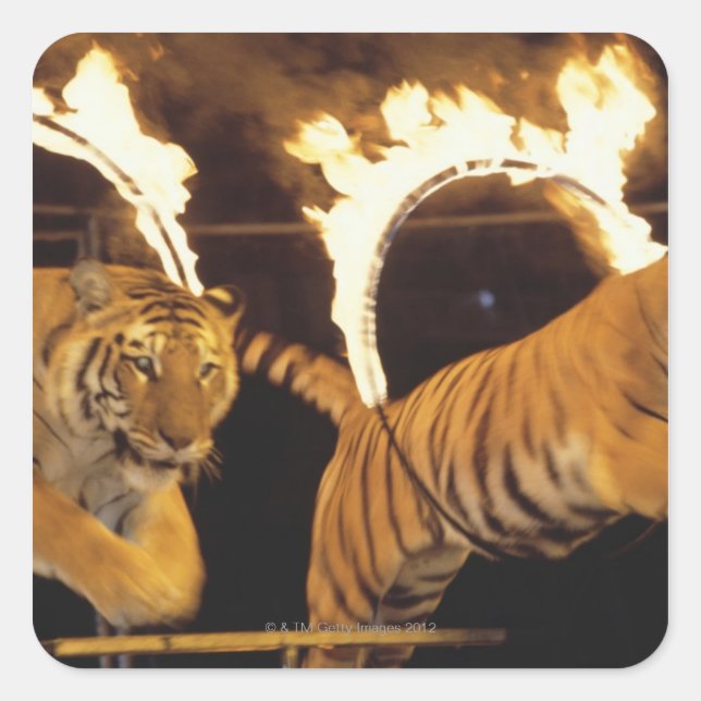 Two tigers leaping through burning rings of fire square sticker (Front)