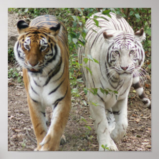TWO TIGERS STRUTTING- WHITE AND BENGAL POSTER