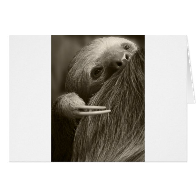 two toed sloth (Front Horizontal)