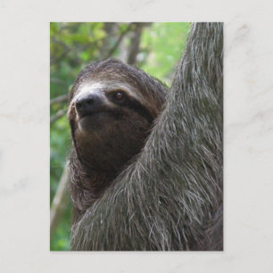 Two Toed Sloth Postcard