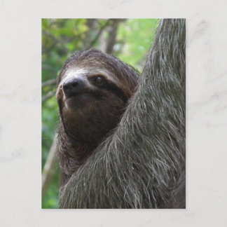 Two Toed Sloth Postcard