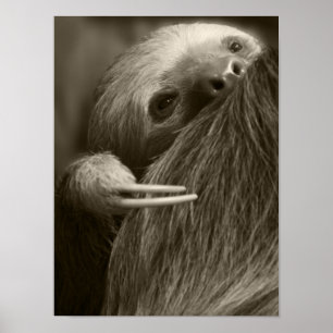 two toed sloth poster