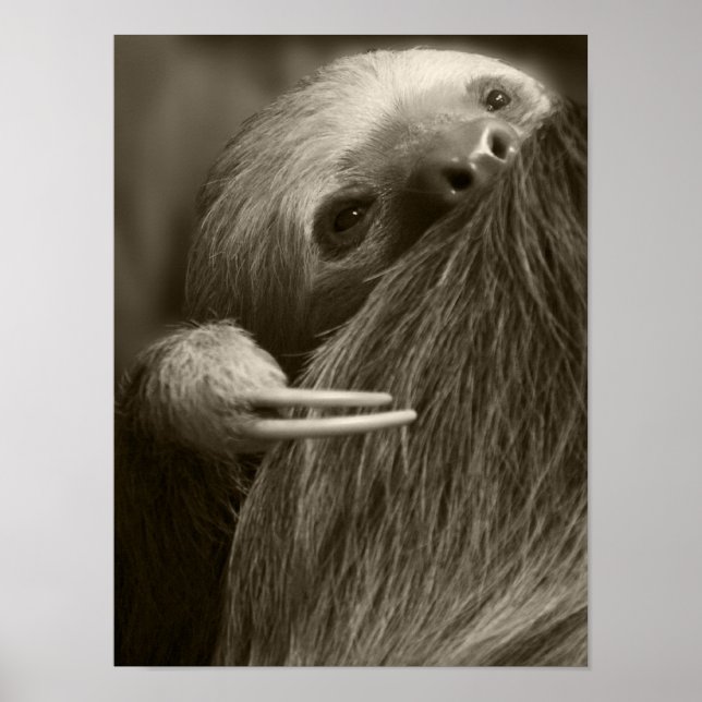 two toed sloth poster (Front)