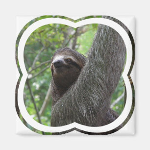 Two Toed Sloth Square Magnet