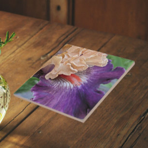 Two-Tone Bearded Iris Bloom Floral Tile