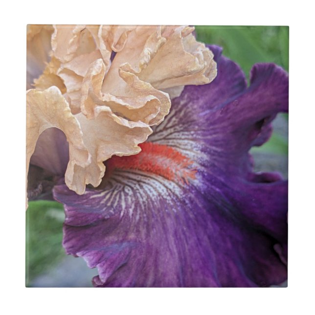 Two-Tone Bearded Iris Bloom Floral Tile (Front)