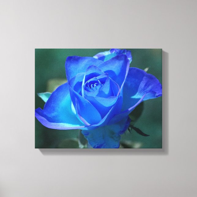 Two Tone Blue Rose Wrapped Canvas (Front)