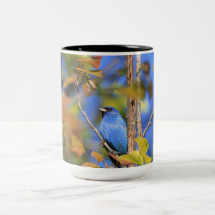 Two tone mug with picture of indigo bunting 