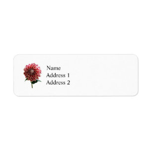 Two-Toned Dahlia