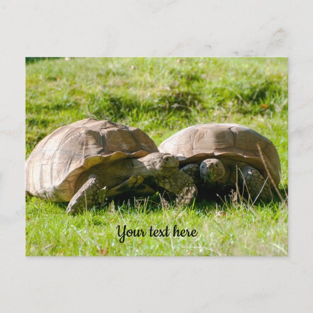 Two Tortoises - Best Friends! Postcard (Front)