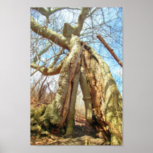 Two Trees, Grown Together Poster