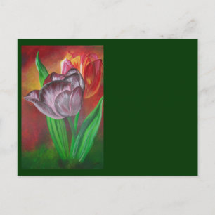 Two Tulips Against Red Background Postcard
