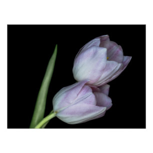Two tulips hugging poster