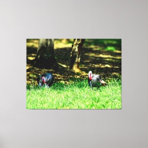 Two Turkeys in a Sunny Glade Canvas Print