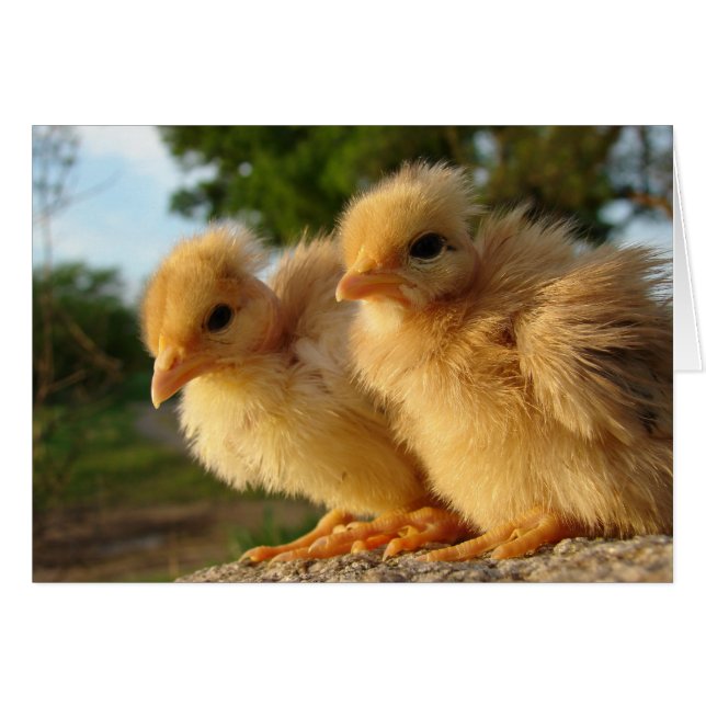Two Turkin Chicks (Front Horizontal)