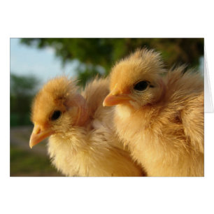Two Turkin Chicks