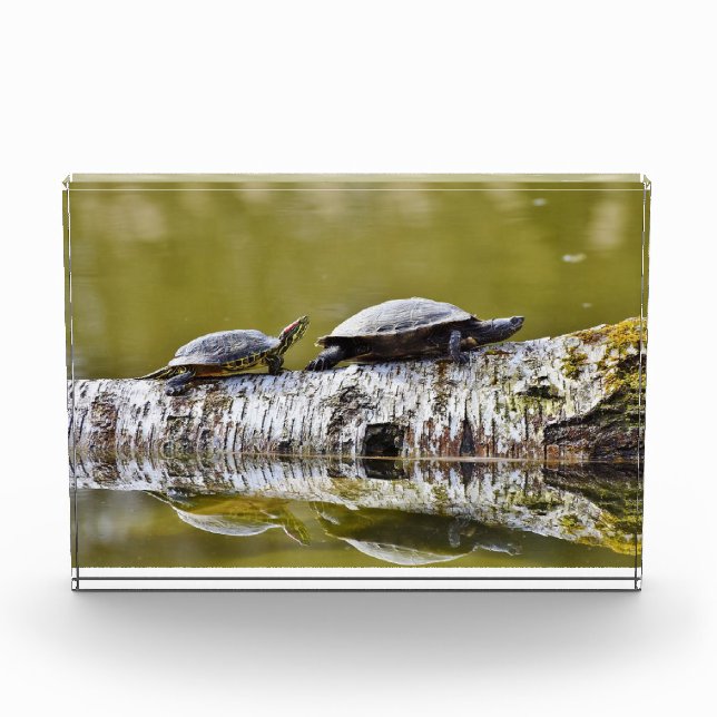 Two turtles walking on tree log photo block (Front)