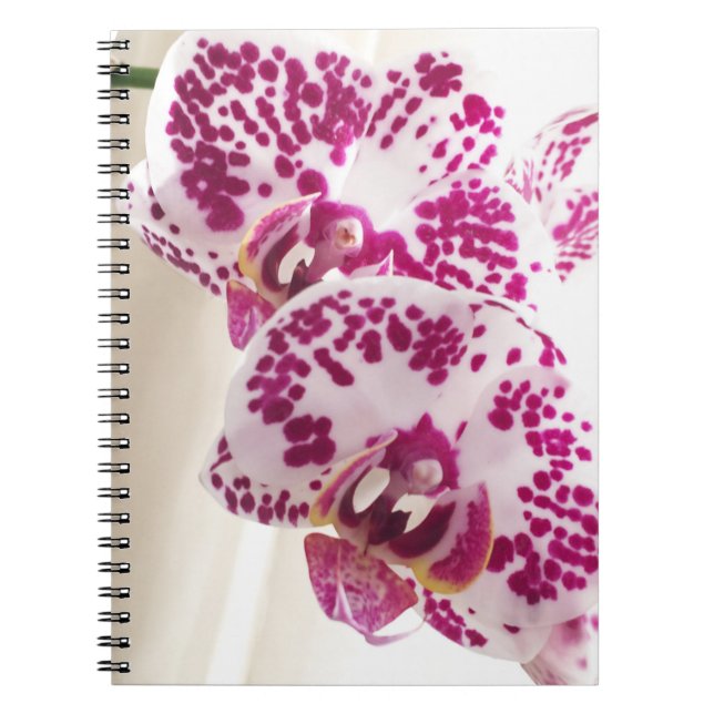 Two Variegated White and Purple Orchids Spiral Notebook (Front)
