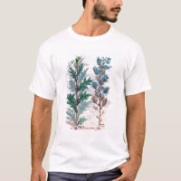 Two varieties of Artemesia