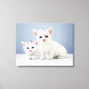 Two very young white kittens stare inquisitively canvas print