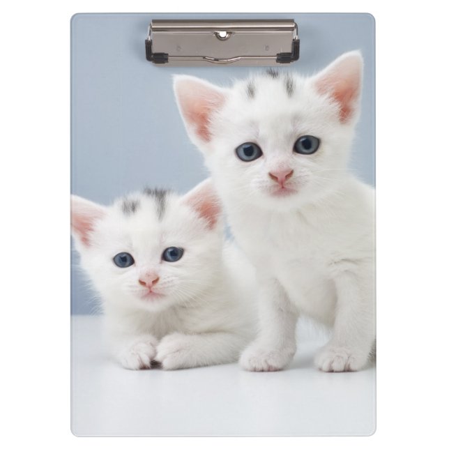 Two very young white kittens stare inquisitively clipboard (Front)