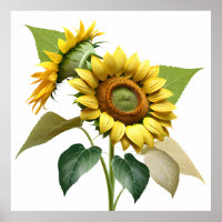 Two Vibrant Sunflowers with Lush Green Leaves