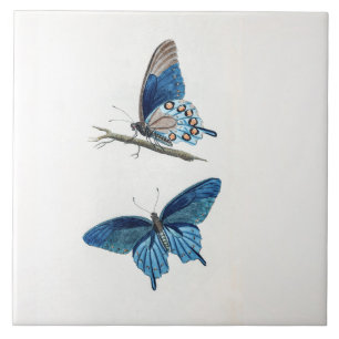Two Vintage Blue Butterflies Tile