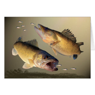 Two Walleye Feeding