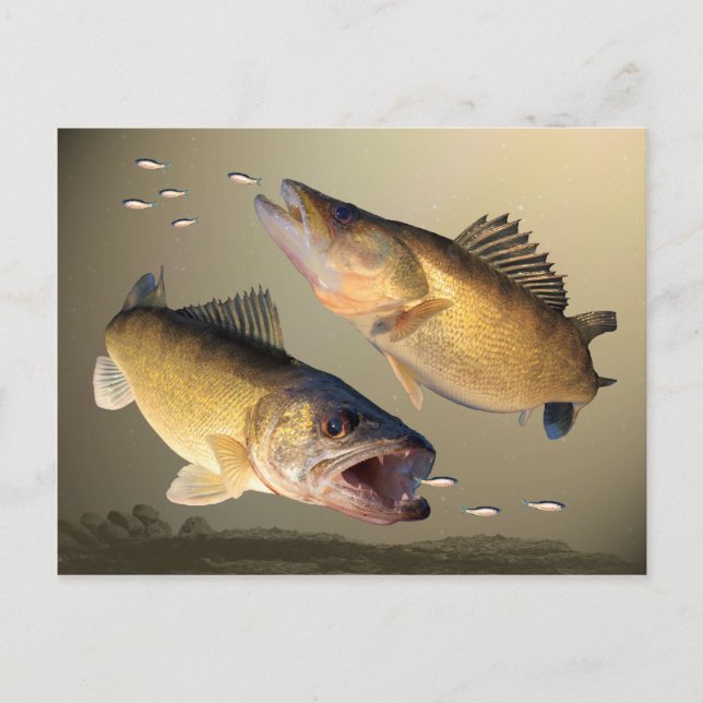 Two Walleye Feeding Postcard (Front)