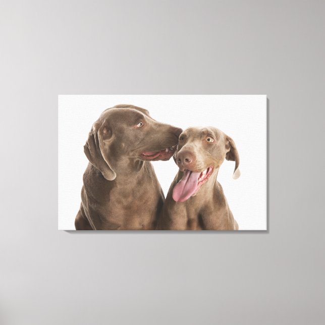 Two Weimaraners Canvas Print (Front)