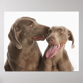 Two Weimaraners Poster