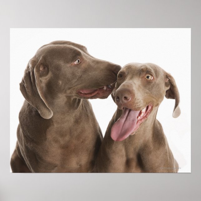 Two Weimaraners Poster (Front)