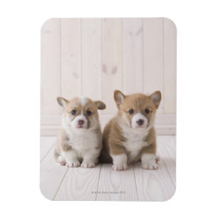 Two Welsh Corgi Sitting Magnet