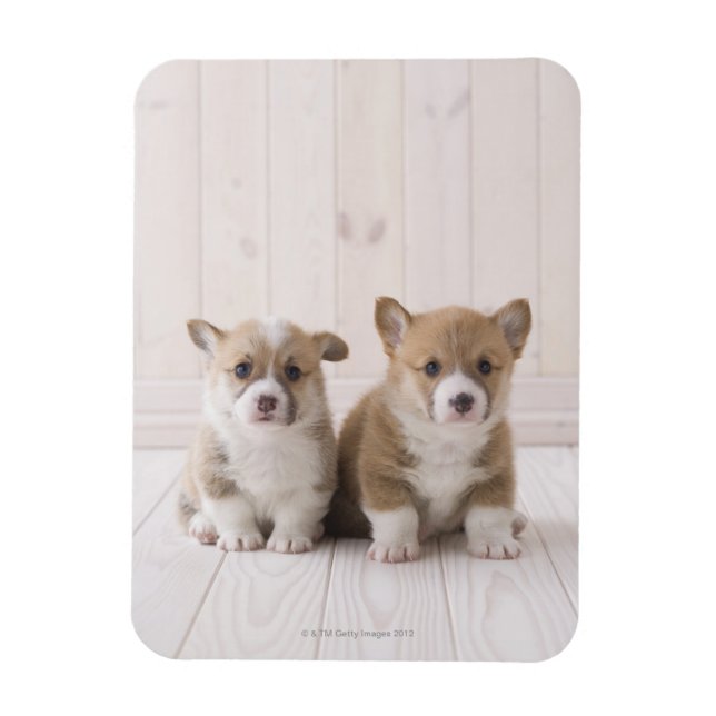 Two Welsh Corgi Sitting Magnet (Vertical)