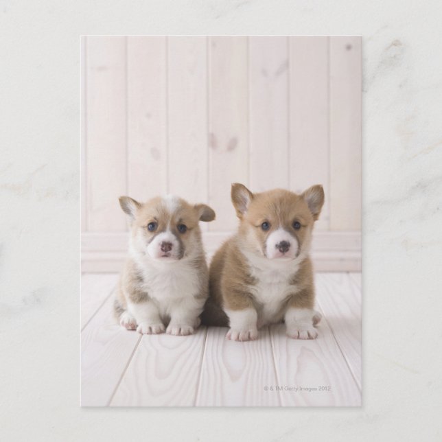 Two Welsh Corgi Sitting Postcard (Front)